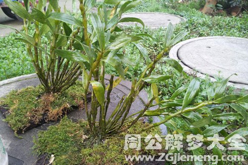 梦见石斛很细