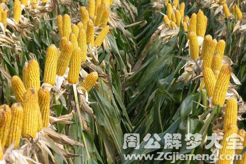 收了好多玉米 收了好多玉米
