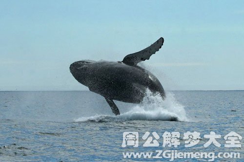 梦见从鲸鱼身上拔斧子