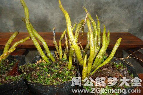 梦见石斛长得很粗 梦见石斛长得很粗