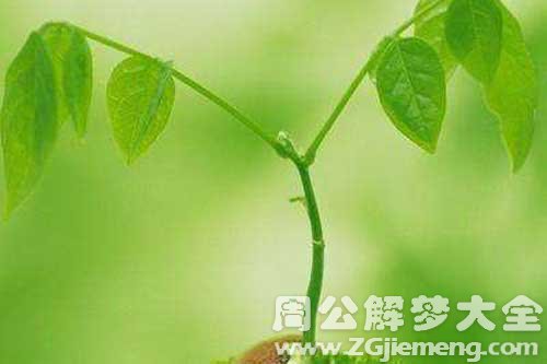 梦见植物结果 梦见植物结果