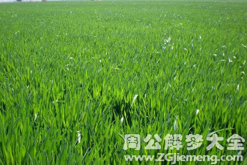 绿色麦苗 绿色麦苗