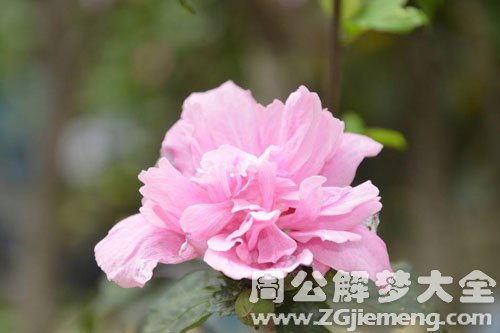 木槿花