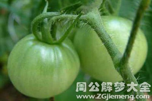 青番茄
