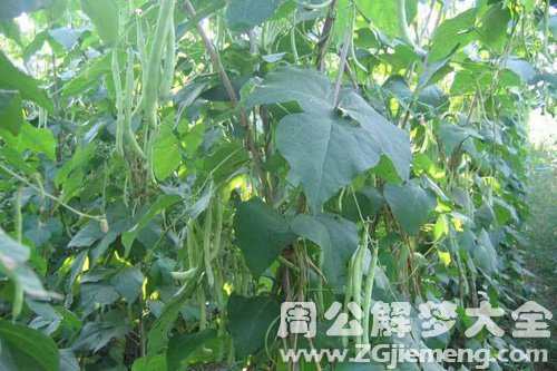 梦见四季豆长的旺盛