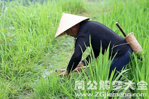 梦见用镰刀割草