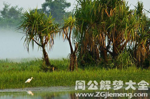 梦见大片水