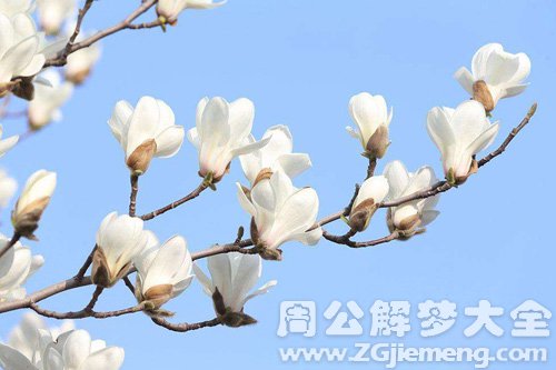 梦见玉兰花