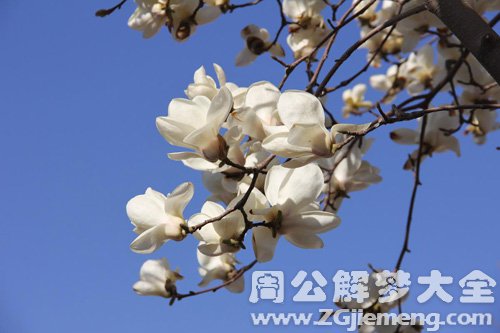 梦见玉兰花很香