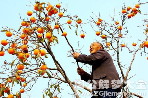 梦见柿子树上摘柿子