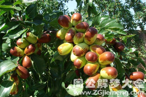 在枣树上摘枣吃