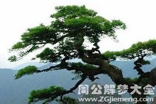 梦见青松