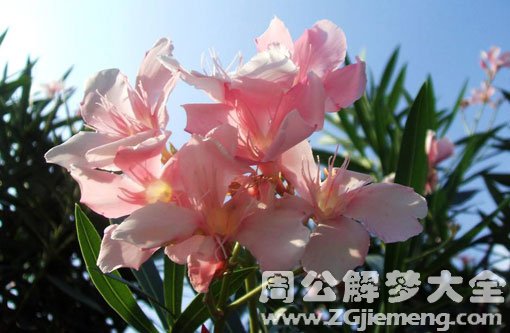 梦见夹竹桃