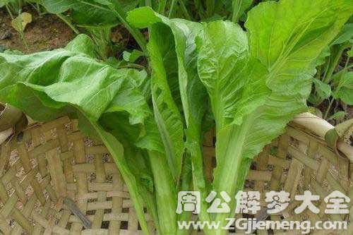 梦见种蔬菜