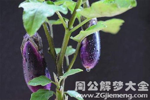 烂茄子