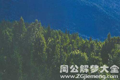 梦见大森林