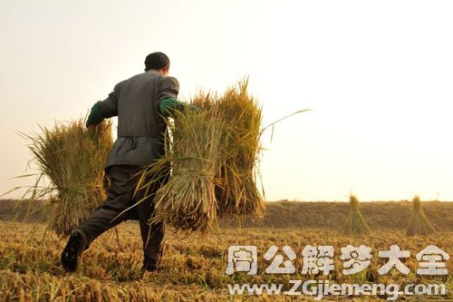 收稻草