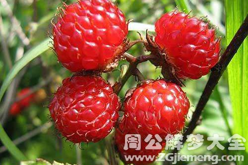 野草莓