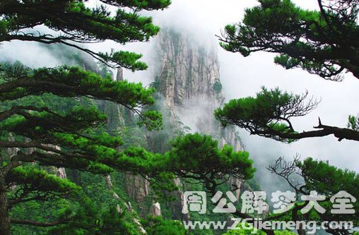 梦见小松树