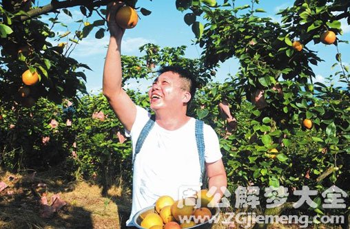 梦见偷梨子