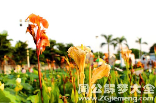花卉