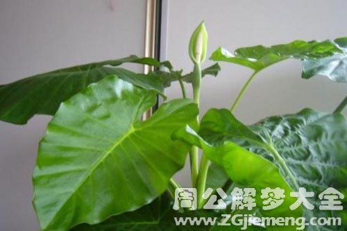 滴水观音