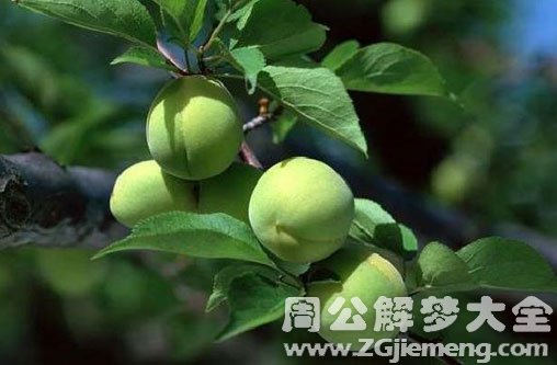 梦见吃青桃