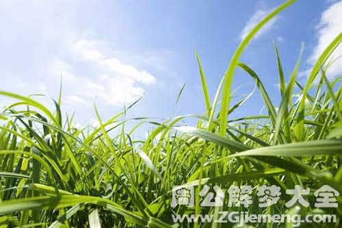 梦见吃青草