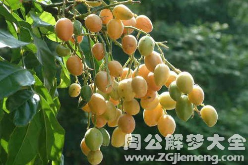 黄皮果