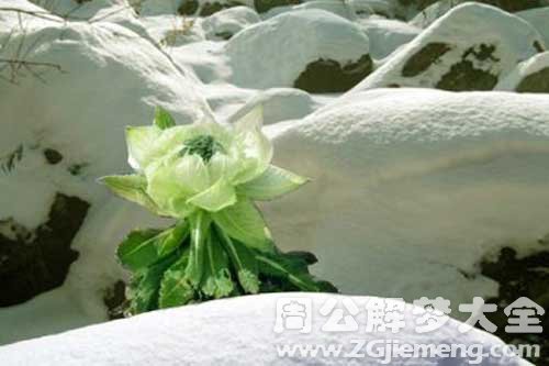 梦见雪莲