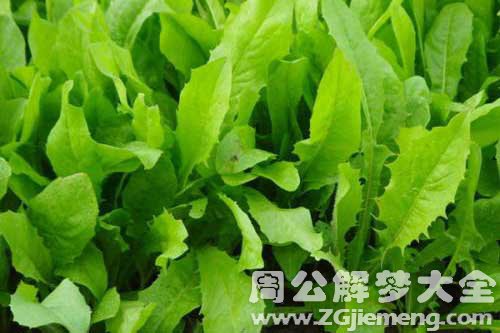 梦见菜叶