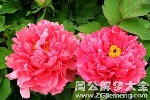 梦见花盛开