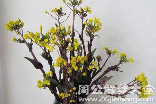 梦见红菜苔