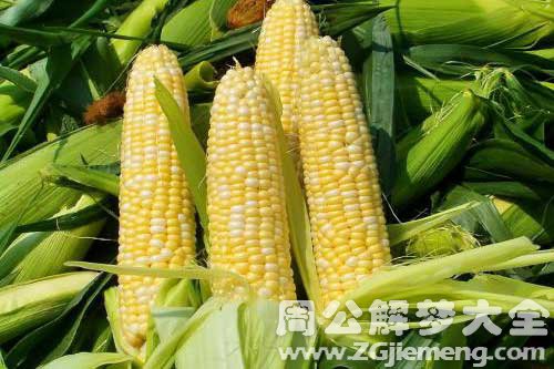 梦见背玉米