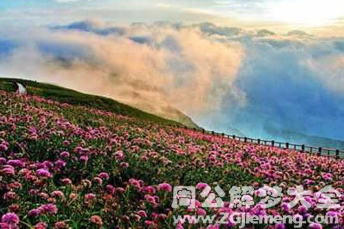 漫山遍野的花