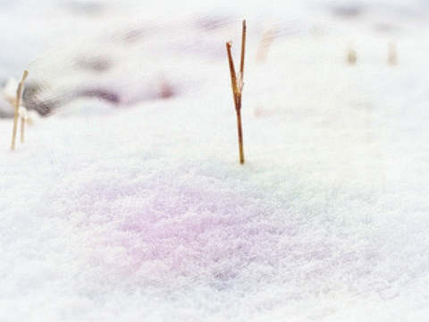 白雪