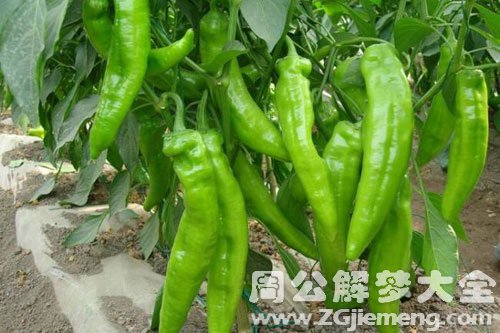 绿辣椒