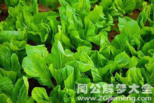 梦见绿油油的菜