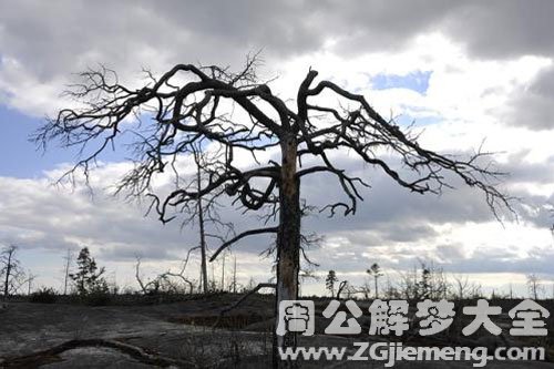 死树