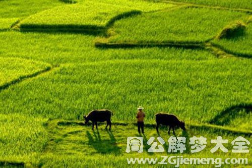 绿油油的稻田