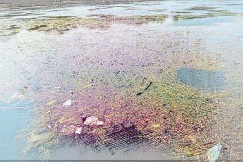 臭水湖