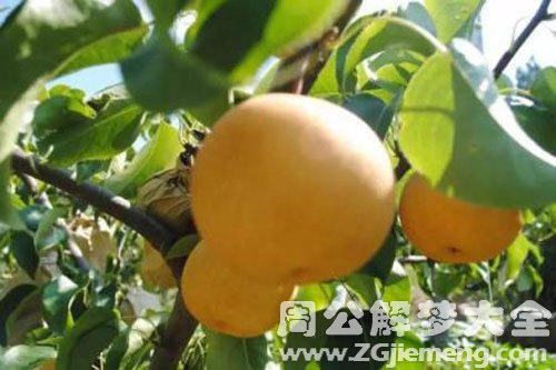 从树上摘梨吃 从树上摘梨吃