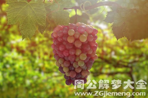 葡萄
