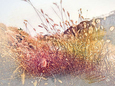 荒草