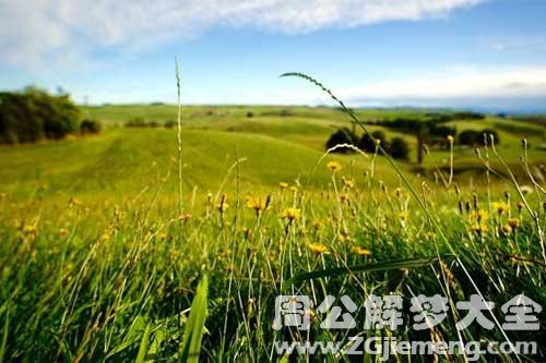 梦见野地、灌木丛