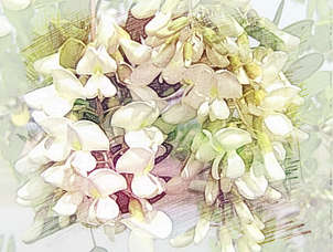 梦见槐花开