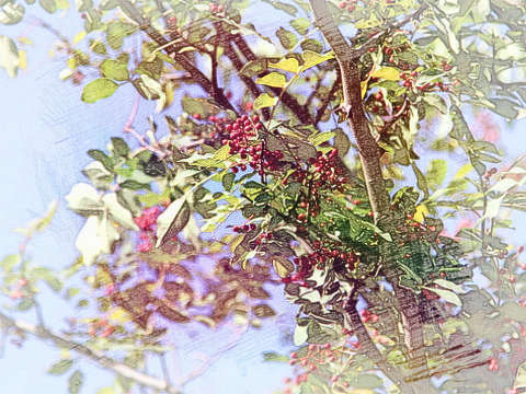 花椒树
