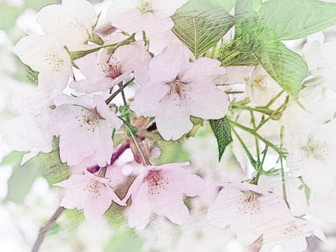 白色的花