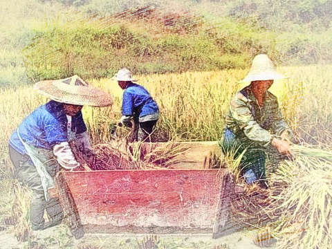 打谷子