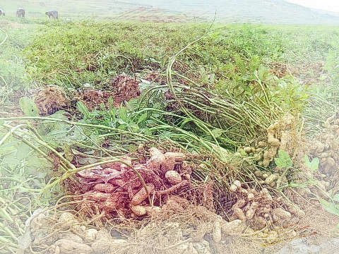 收花生